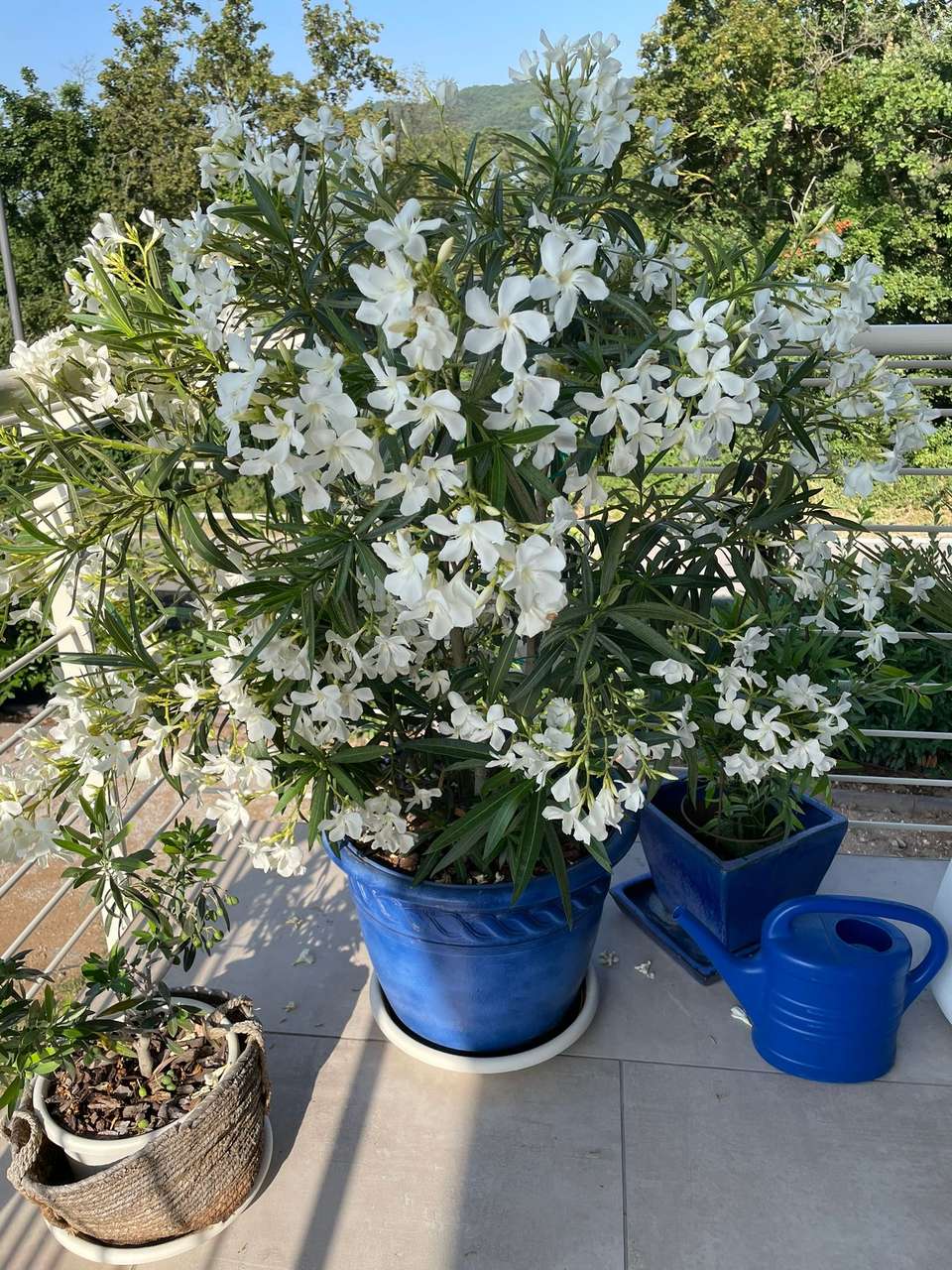 Blumendeko Blumendeko